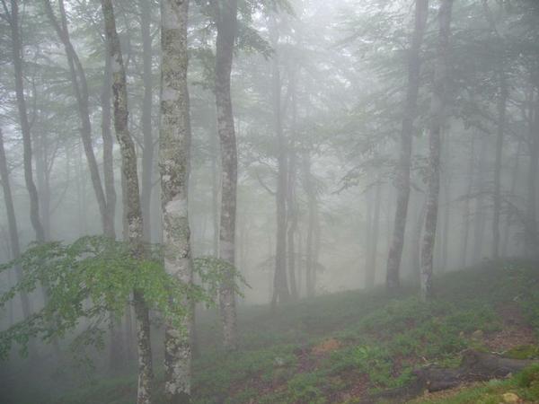 mist