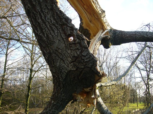 specht