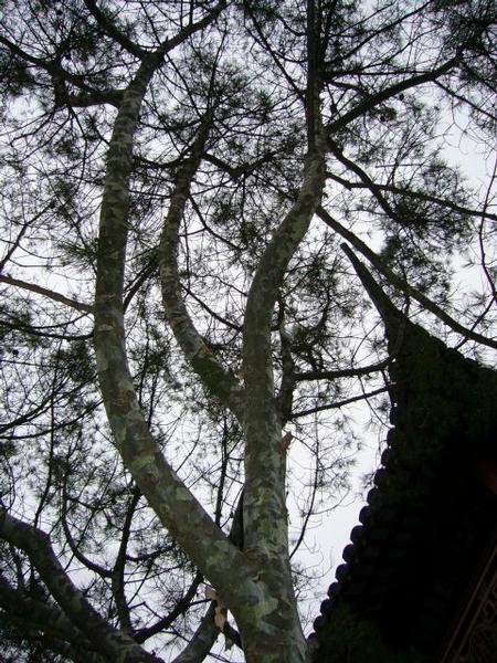 vreemde boom